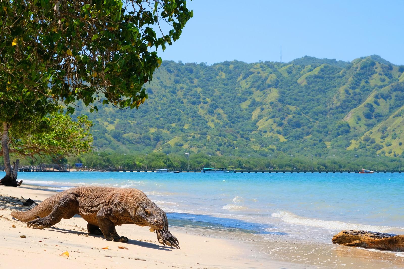 Komodo Island Labuan Bajo