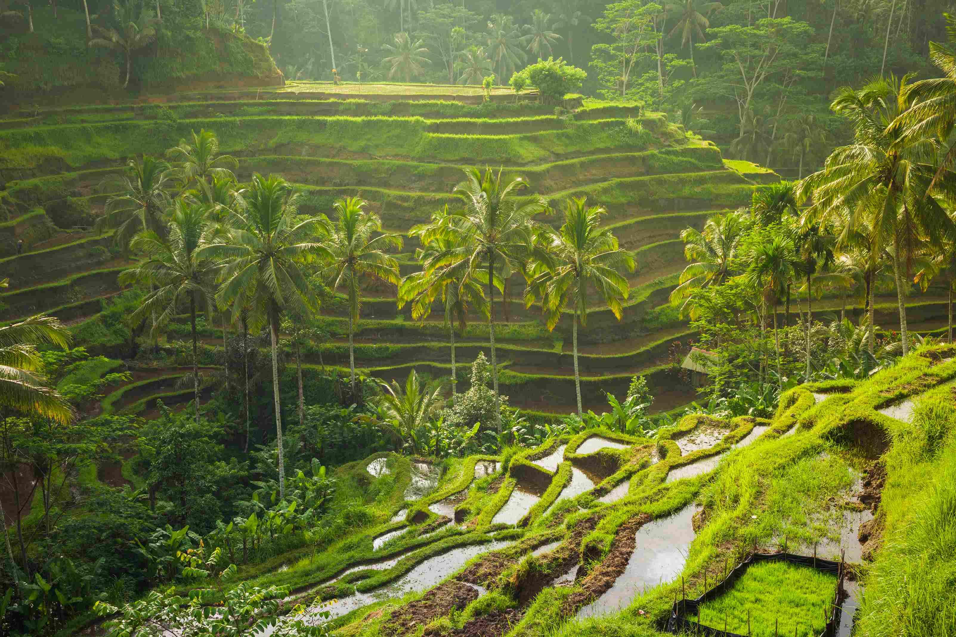 Mengunjungi Tegallalang Rice Terrace