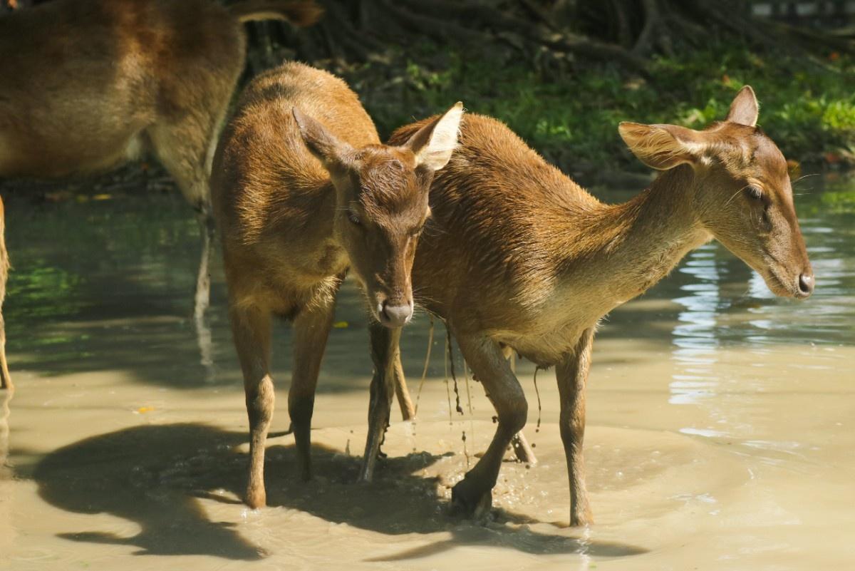 Bersantai di Taman Balekambang